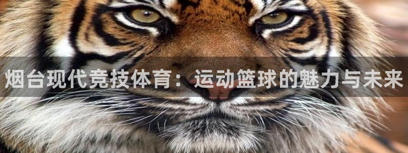 ug环球官网：烟台现代竞技体育：运动篮球的魅力与未来